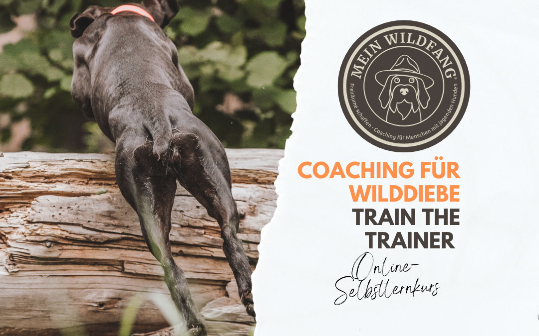 Online-Selbstlernkurs Arbeiten mit jagdlich motivierten Hunden - Coaching für Wilddiebe von Nicole Lützenkirchen