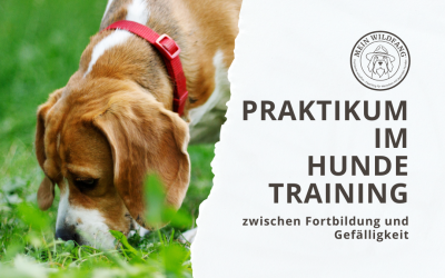 Praktikum im Hundetraining