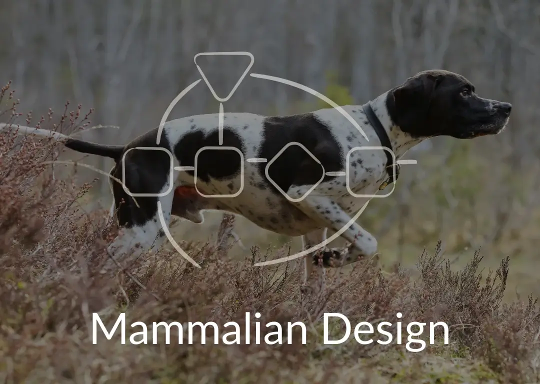 Mammalian Design Reading Hund - Human Design Coaching für Hundetrainer