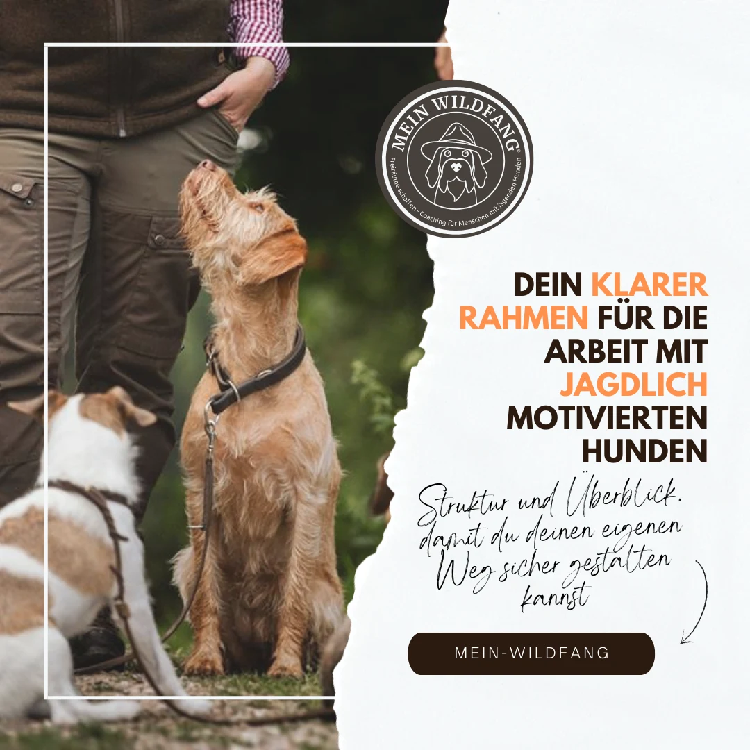 Dein klarer Rahmen für die Arbeit mit jagdlich motivierten Hunden