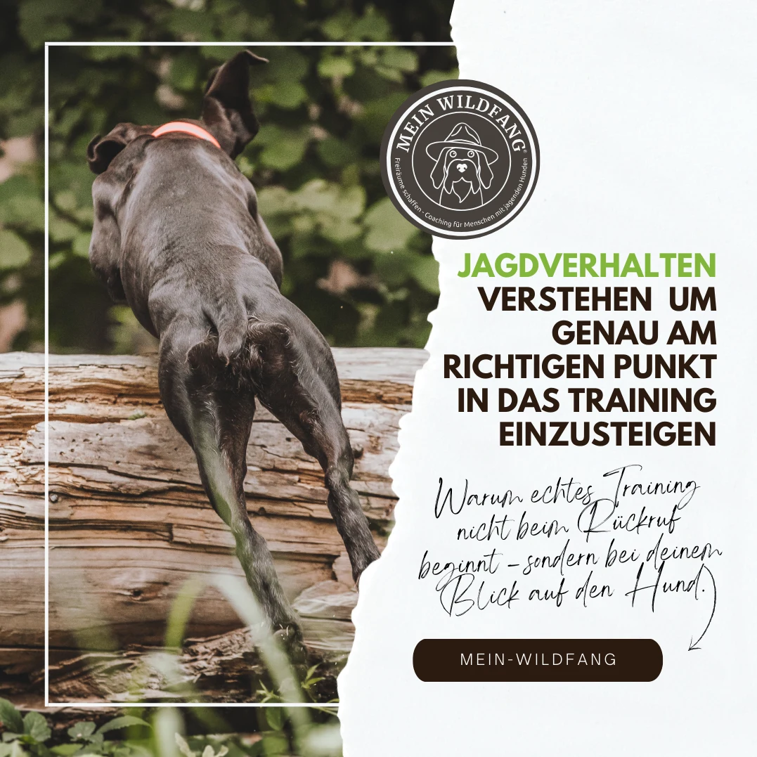 Jagdverhalten verstehen - Dein Einstieg in wirksames Training mit jagdlich motivierten Hunden