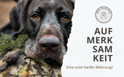 Aufmerksamkeit ist eine heiße Währung