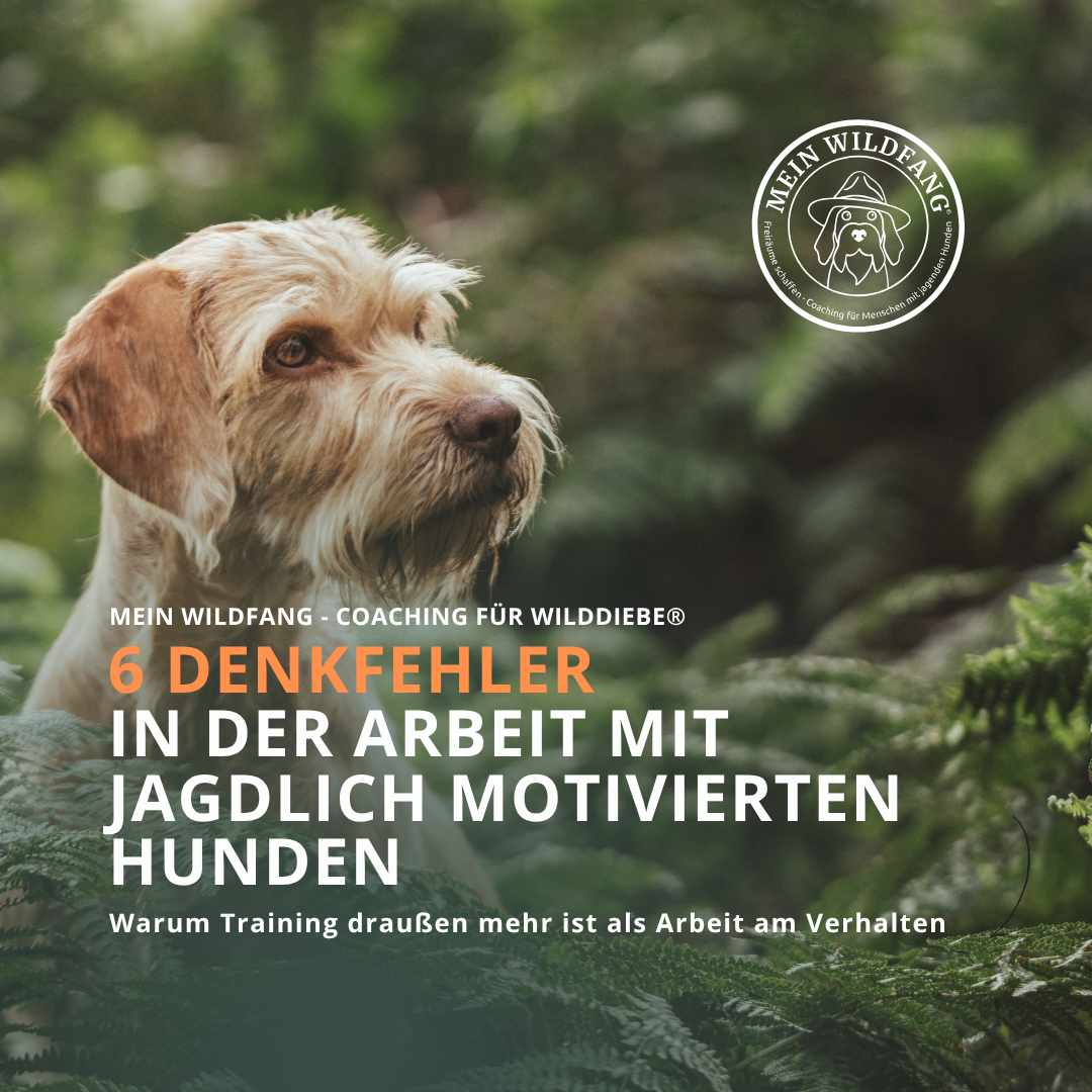 Waldcoaching für Hundetrainer - Eine wunderbare Workshop-Idee für dich. Nicole Lützenkirchen, Mein Wildfang
