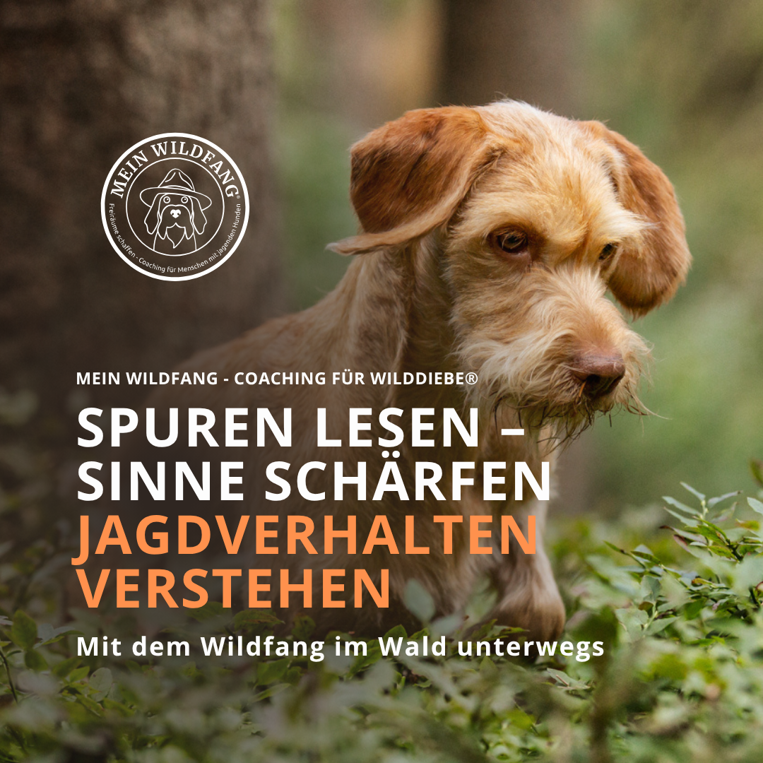 Waldentdeckertag für Familien mit Hund - Das Eventkonzept für deine Hundeschule