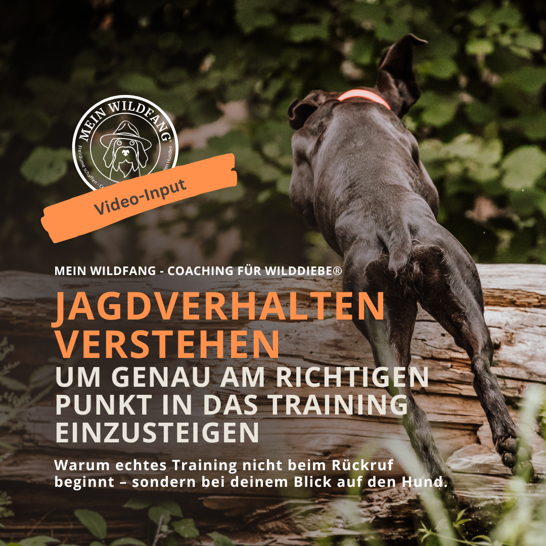 Jagdverhalten verstehen - Dein Einstieg in wirksames Training mit jagdlich motivierten Hunden