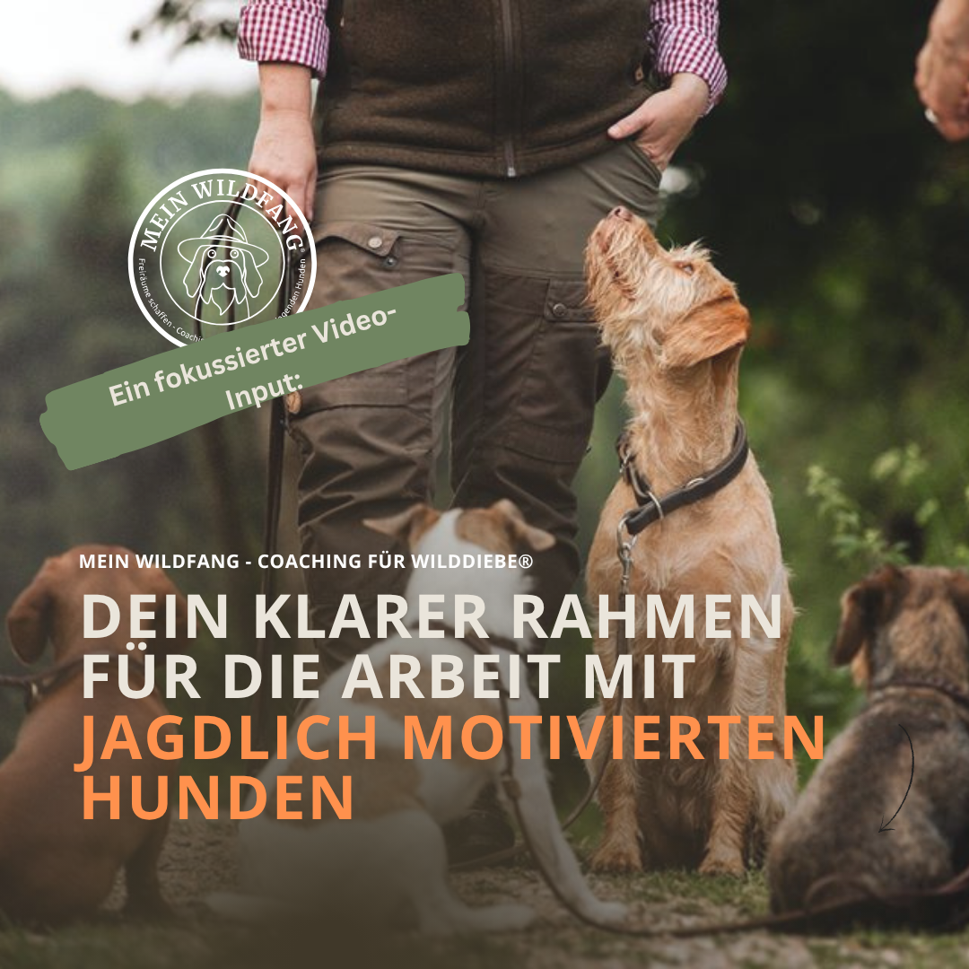 Dein klarer Rahmen für die Arbeit mit jagdlich motivierten Hunden