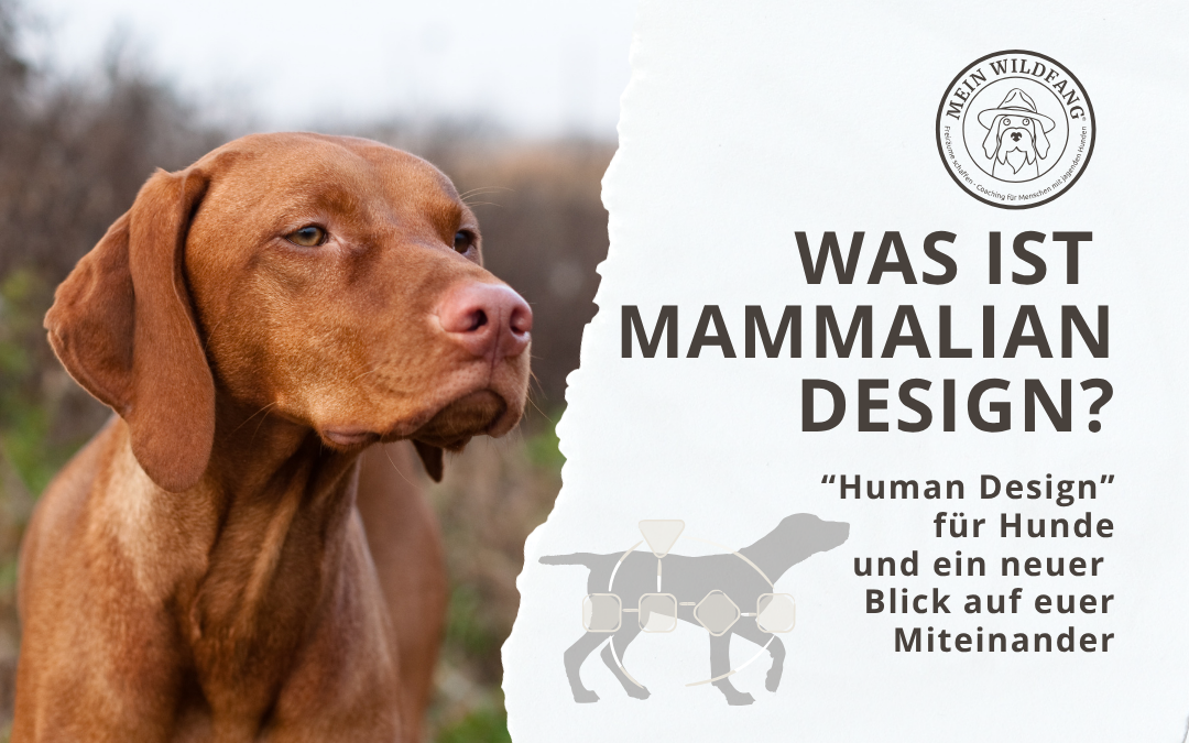 Vizsla schaut in den Wald