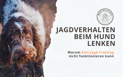 Jagdverhalten beim Hund lenken und verstehen