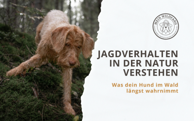 Jagdverhalten in der Natur verstehen