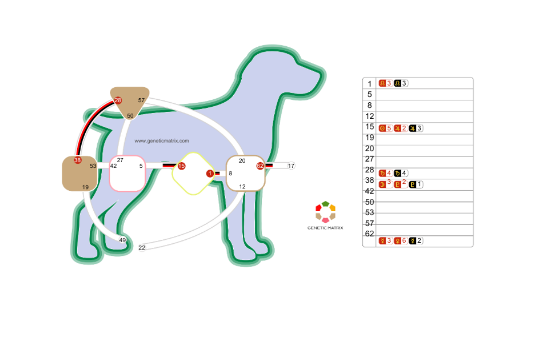 Hund als Mammalian Design Chart